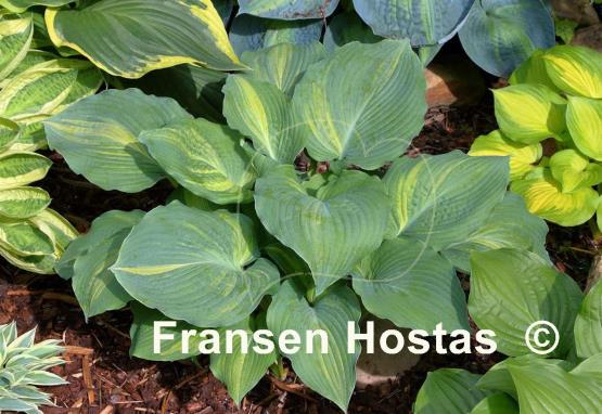 Hosta Sir Richard